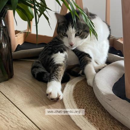 Foto 1/1 Nala Chat perdido en Lignan sur orb