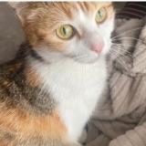 Foto del gato perdido en Anse