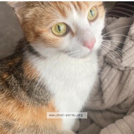 Foto 1/1 Muezza Chat perdido en Anse