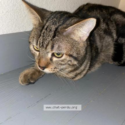 Foto 1/1 TRÉFOUILLE Chat perdido en Annonay