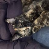 Foto del gato perdido en Saint Germain Les Arpajon