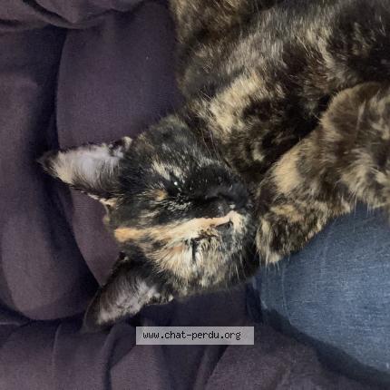 Foto 1/1 Arley Chat perdido en Saint germain les arpajon