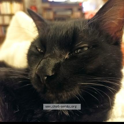 Foto 1/1 Missacha Chat perdido en Barran