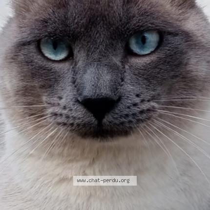 Foto 1/1 Némo Chat perdido en Agen