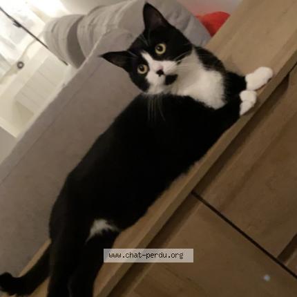 Foto 1/1 Sushie Chat perdido en Urzy le greux