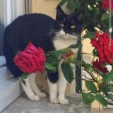 Foto del gato perdido en St Ouen La Rouerie