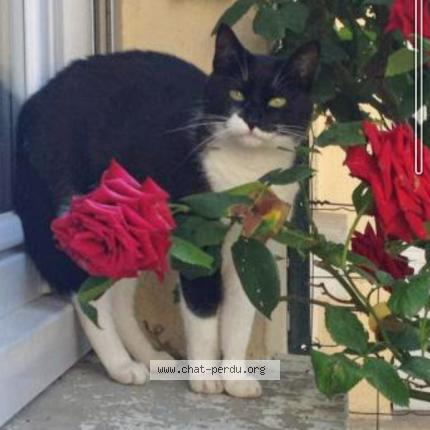 Foto 1/1 Mimi Chat perdido en St ouen la rouerie