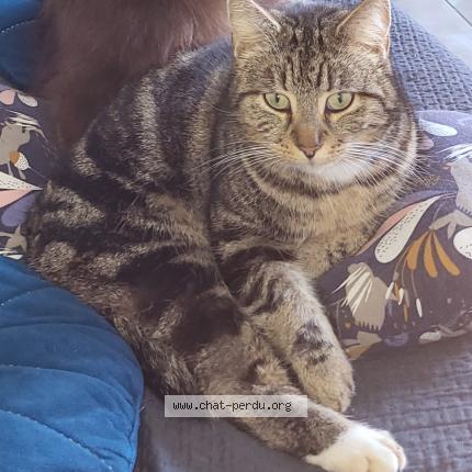 Foto 1/1 Shelby Chat perdido en Saint adjutory