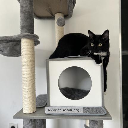 Foto 1/1 Thor Chat perdido en Bailleul