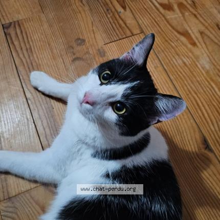 Foto 1/1 Nero Chat perdido en Herzeele 59470