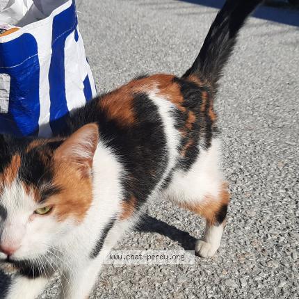 Foto 1/1 Gato encontrado Encontrado en Bramois