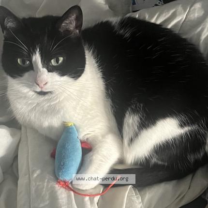 Foto 1/1 Naya Chat perdido en Quimper