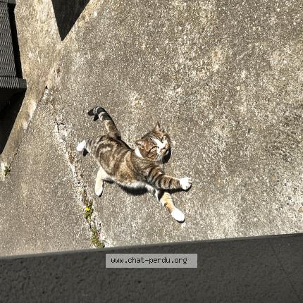 Foto 1/1 Niro Chat perdido en Villeurbanne