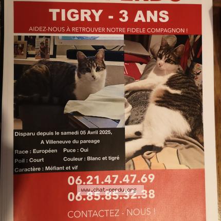 Foto 1/1 Tigry Chat perdido en Villeneuve du pareage