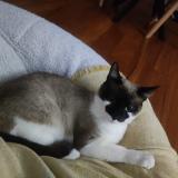 Foto del gato perdido en Plan De Cuques