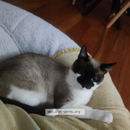 Foto 1/1 Yuki Chat perdido en Plan de cuques
