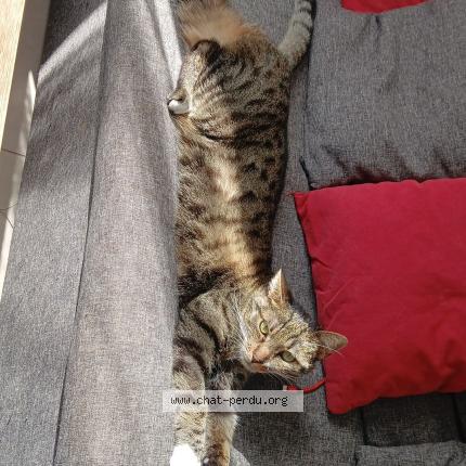 Foto 1/1 Titoune Chat perdido en Sauvigny les bois