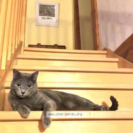 Foto 1/1 Marlou Chat perdido en Vaires sur marne