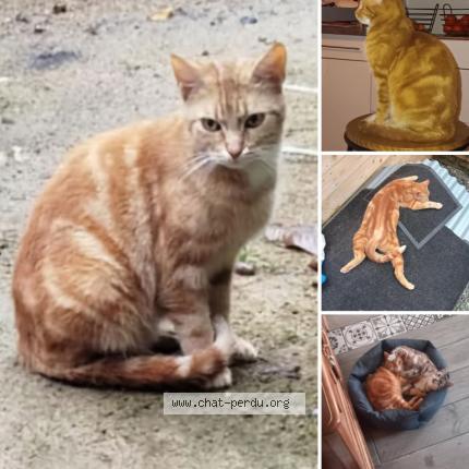 Foto 1/1 Smoothy Chat perdido en Trelivan