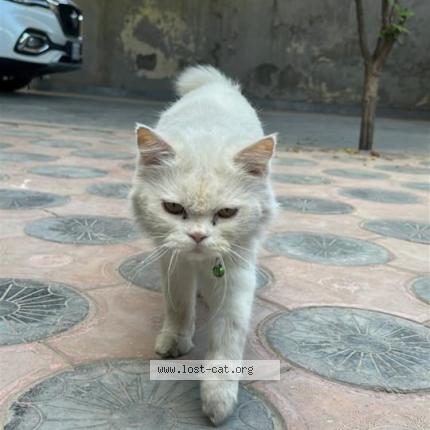 Foto 1/1 Mishi Chat perdido en Rawalpindi