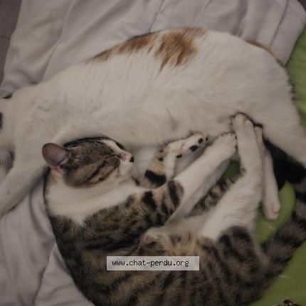 Foto 1/1 TIGROU Chat perdido en Briare