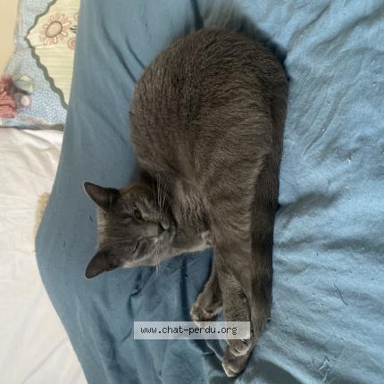 Foto 1/1 Peppa Chat perdido en Le puy en velay