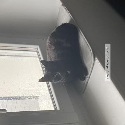 Foto 1/3 Iago Chat perdido en Saint pere en retz