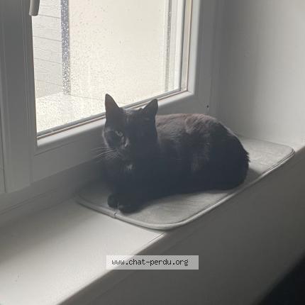 Foto 2/3 Iago Chat perdido en Saint pere en retz