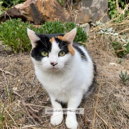 Foto 1/1 Vesta Chat perdido en Couzeix