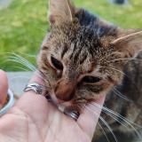 Foto de gato encontrado en La Renaudiere