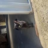 Foto del gato perdido en Saint Laurent De La Salle