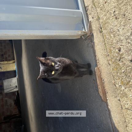 Foto 1/1 Shinny Chat perdido en Saint laurent de la salle