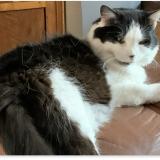 Foto del gato perdido en Reims