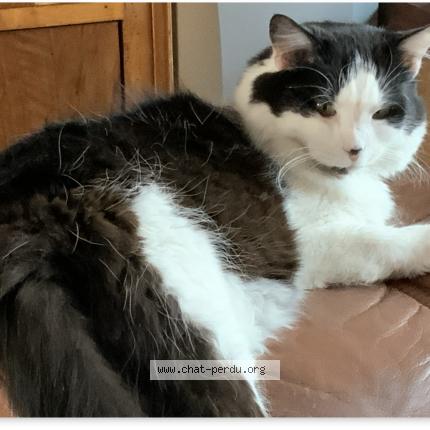 Foto 1/1 Pégase Chat perdido en Reims