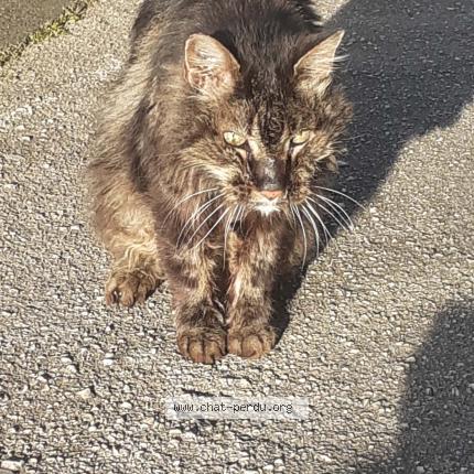 Foto 1/1 Gato encontrado Encontrado en Toulon