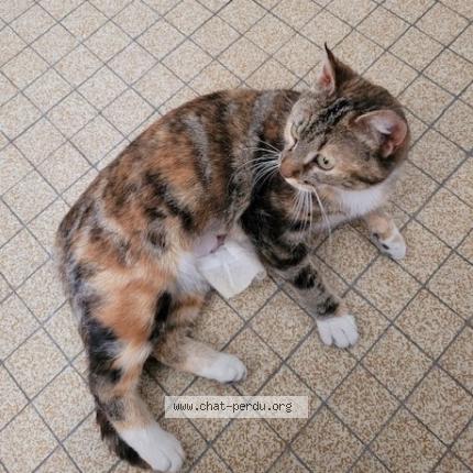 Foto 1/1 CHAUSSETTE Chat perdido en Macon