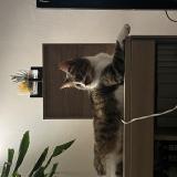 Foto del gato perdido en Medis