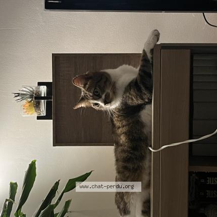 Foto 1/1 Snoopy Chat perdido en Medis