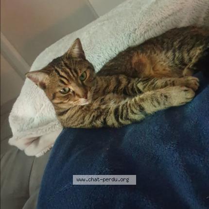 Foto 1/1 Tigrou Chat perdido en Masserville