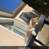 Foto del gato perdido en Pellegrue