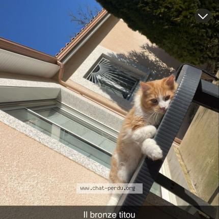 Foto 1/1 Titou Chat perdido en Pellegrue
