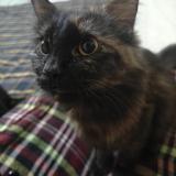 Foto del gato perdido en Hyderabad