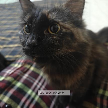 Foto 1/1 Kitly Chat perdido en Hyderabad