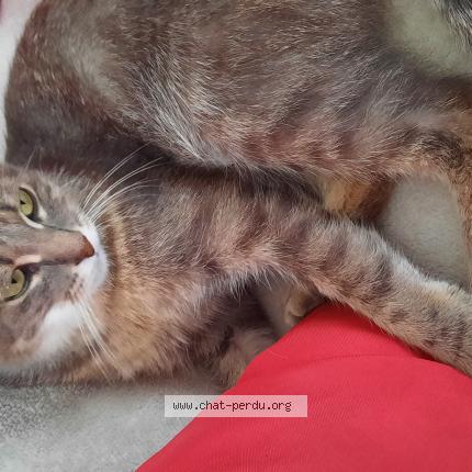 Foto 1/1 Ti polz Chat perdido en Saint symphorien