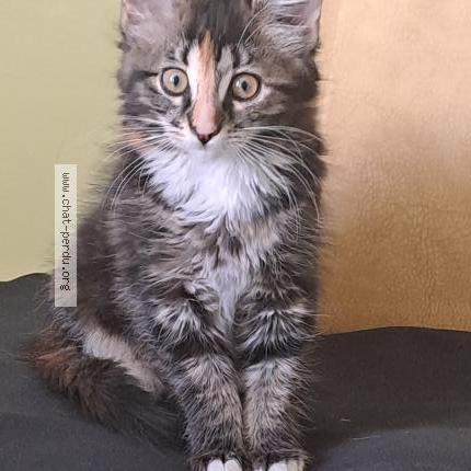 Foto 1/1 Bella Chat perdido en Liergues