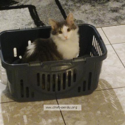 Foto 1/1 Zéphyr Chat perdido en Brunstatt didenheim