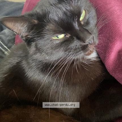 Foto 1/1 baguera Chat perdido en Champagne sur l oise