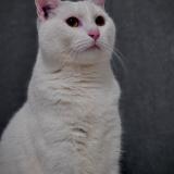 Foto del gato perdido en Ormoy