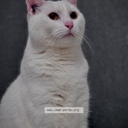 Foto 1/1 Popeye Chat perdido en Ormoy