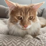 Foto del gato perdido en Bournezeau